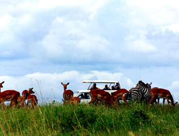 Game viewing - Impalas and Zebras